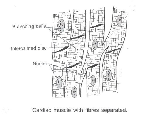 The Muscle Tissue
